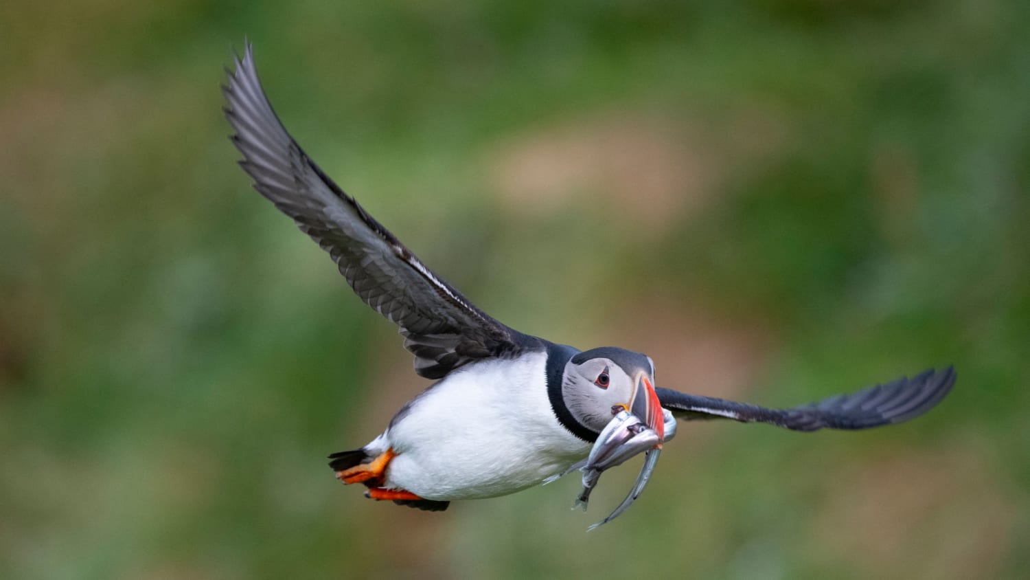 Happy SeabirdSaturday from this hungry puffin!