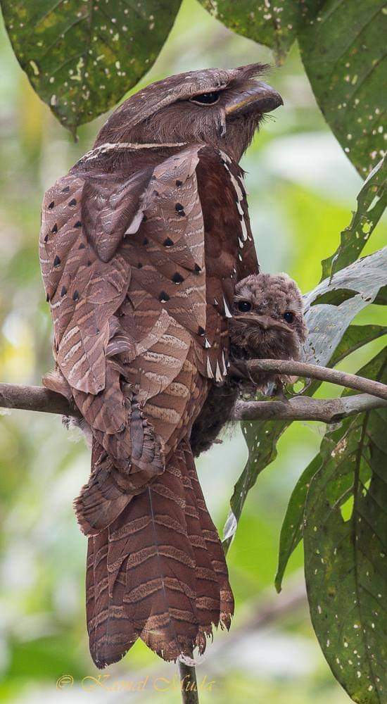 Batrachostomus auritus. The large frogmouth is a species of bird in the family Podargidae. It is found in Brunei, Indonesia, Malaysia, and Thailand, in subtropical or tropical moist lowland forest.