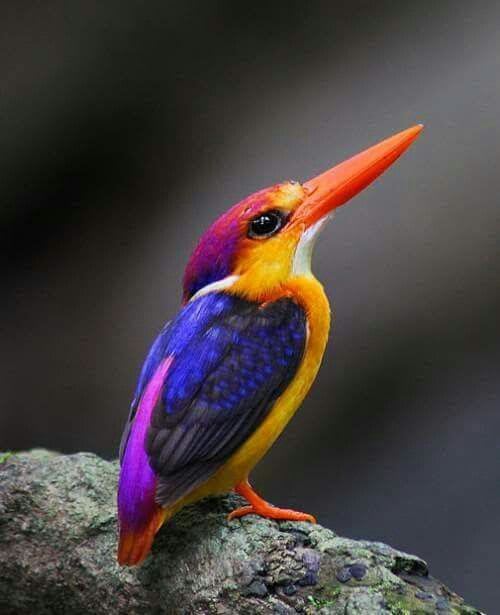 So nice! | Pet birds, Animals beautiful, Beautiful birds