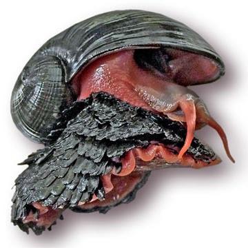 TDIL Volcano snails are a thing. Their shells are made of iron sulphides and they live around hydrothermal vents that can reach up to 750 degrees Fahrenheit.