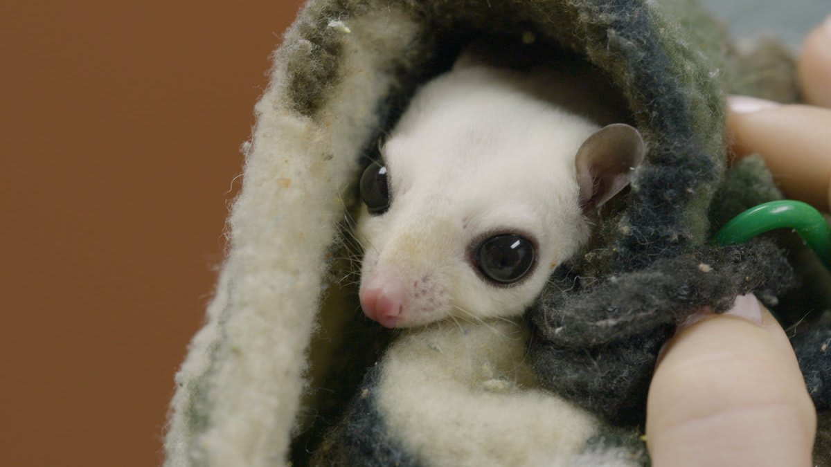 Baby the sugar glider needs to get neutered so he does not get his cage-mate, and mother, Salt pregnant.