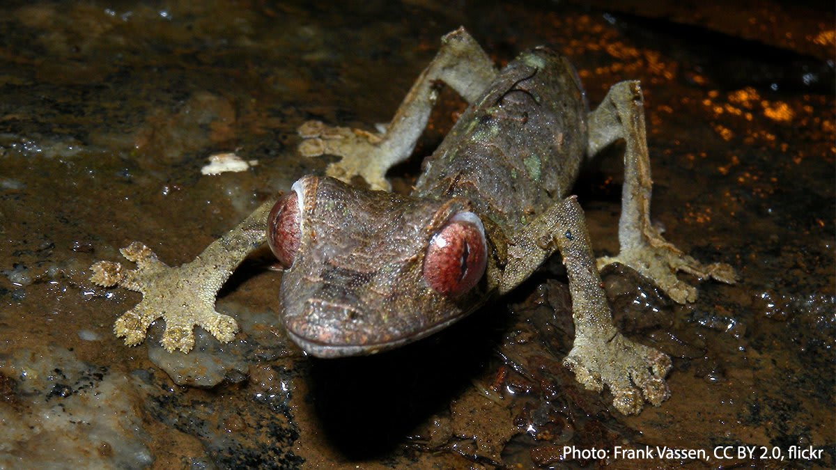 This evening, get to know the satanic leaf-tailed gecko. This nocturnal resident of Madagascar’s rainforests is a master of disguise. It specializes in mimicking dry leaves—down to its jagged tail, which looks like it’s rotting or has been chewed.