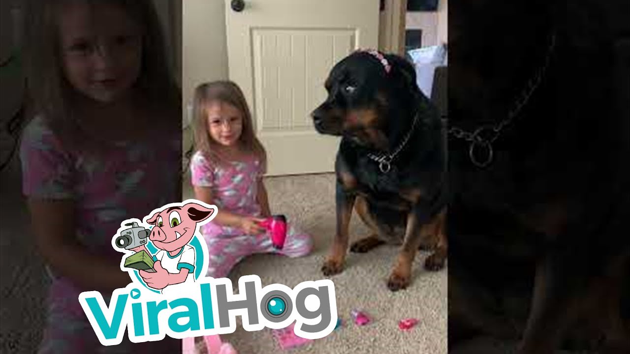 Patient Rottweiler Maya Gets Pampered on Spa Day || ViralHog