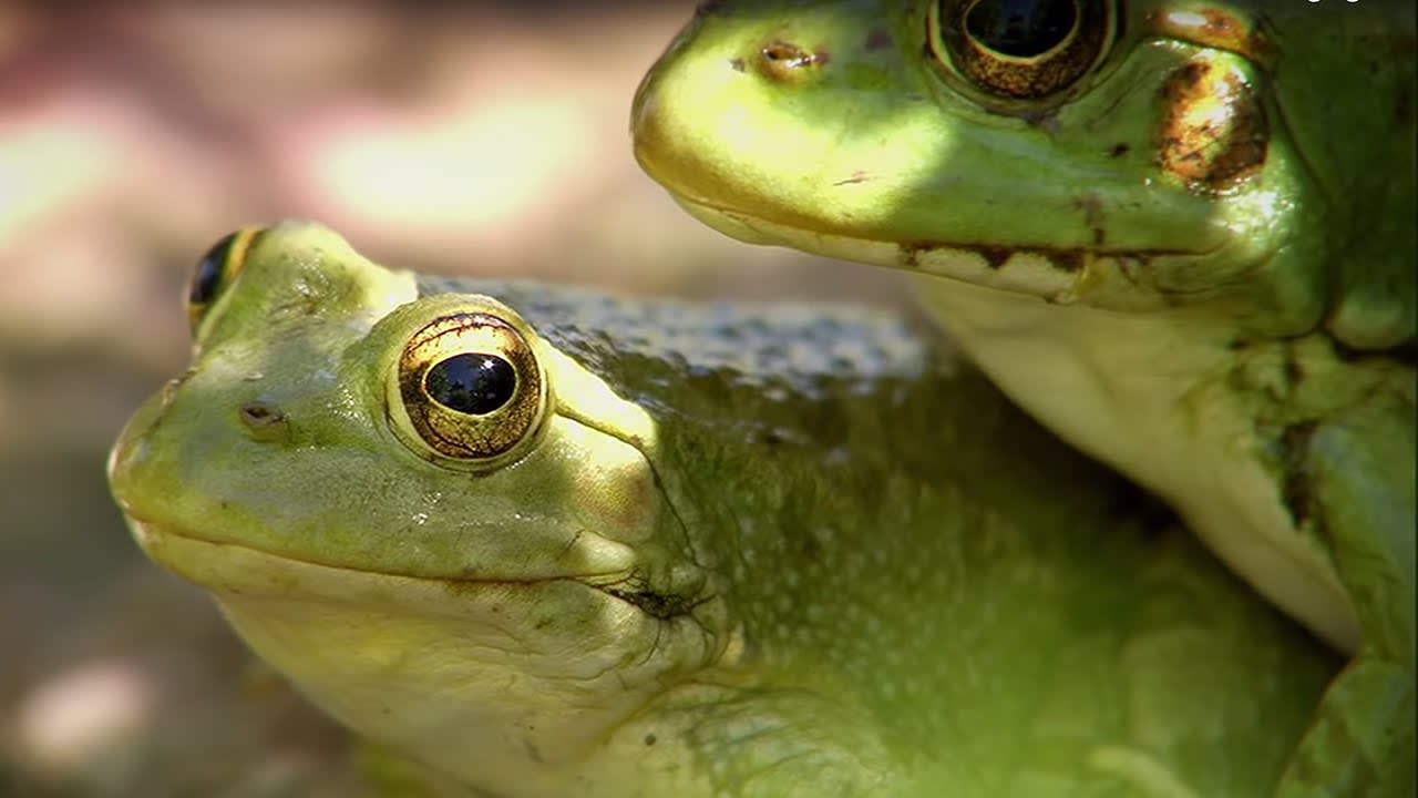 Will these Butterflies Become Frog Food? | BBC Earth