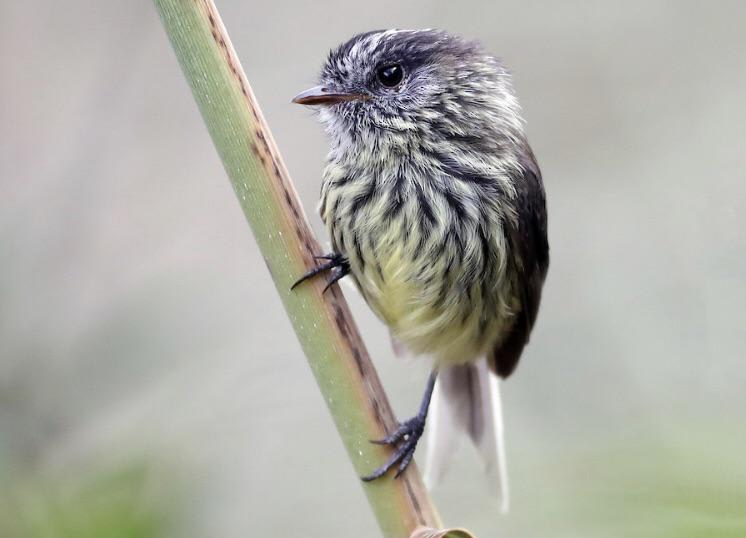 There is a bird named the agile tit-tyrant that lives in the northern Andes Mountains of South America. This small member of the flycatcher family (Tyrannidae) can be found in scrub, along forest edges, and in bamboo groves. It forages in small flocks and will sometimes follow other bird species.