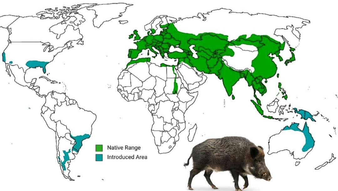 Moderne range of wild boar
