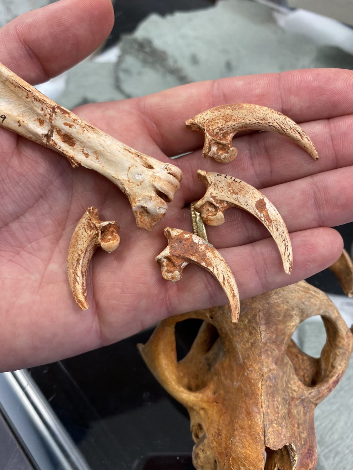 Talons of the extinct Malagasy Crowned Eagle that terrorized lemurs 5500 years ago. Today's lemurs still exhibit raptor avoidance behavior, even though the surviving raptors are too small to hunt adults.