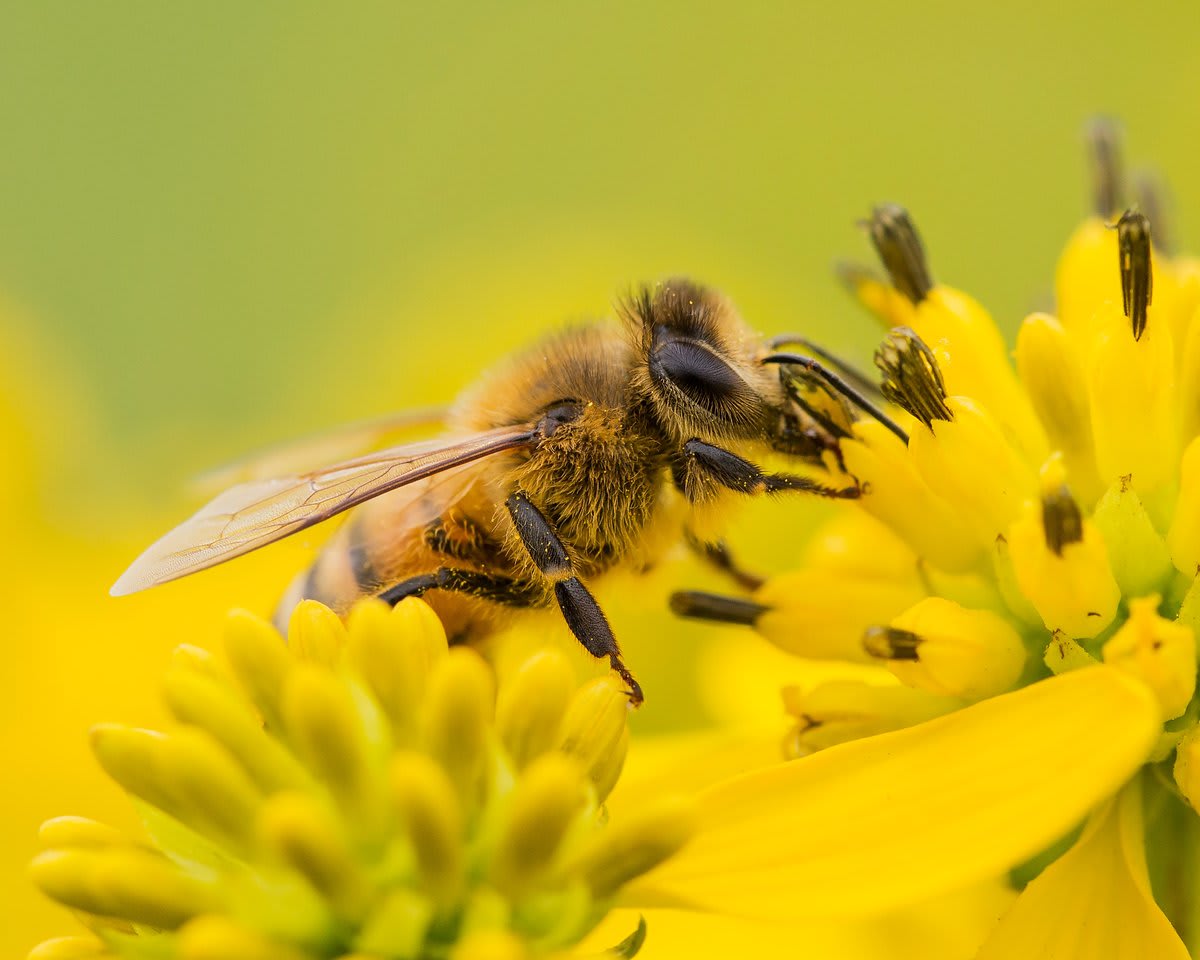Here's your first day of summer moment of zen... Pollinators like bees, some birds, bats, and other insects, play a crucial role in pollinating flowers and in the production of most fruits and vegetables. These small pollen movers play a big role in ecosystem health worldwide!