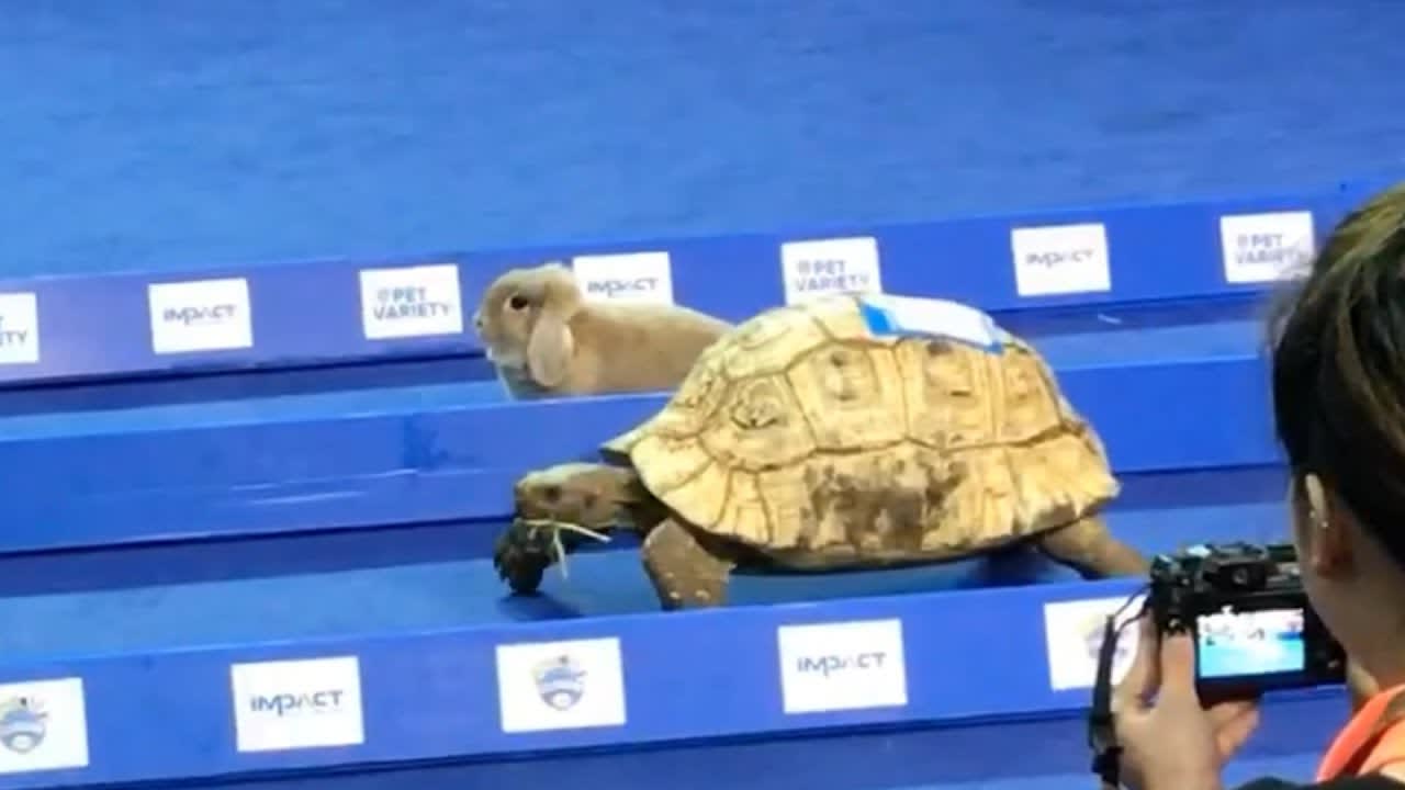 Tortoise vs. "Hare" race