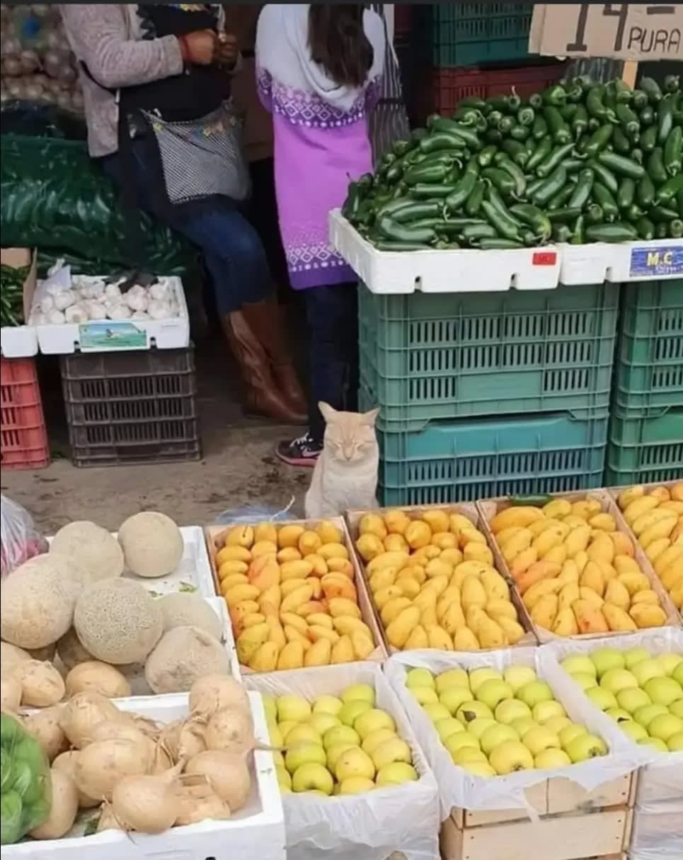 I want a mango, but the seller is taking a nap
