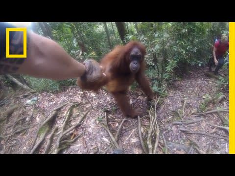 Clingy Orangutan Gets Too Close For Comfort | National Geographic