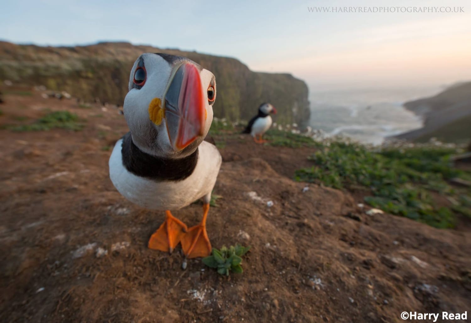 "Excuse me ma'am, do you have a few moments to learn about me and my adorable puffin family?" Don't just keep scrolling and say no... Learn all about puffins today! 💫