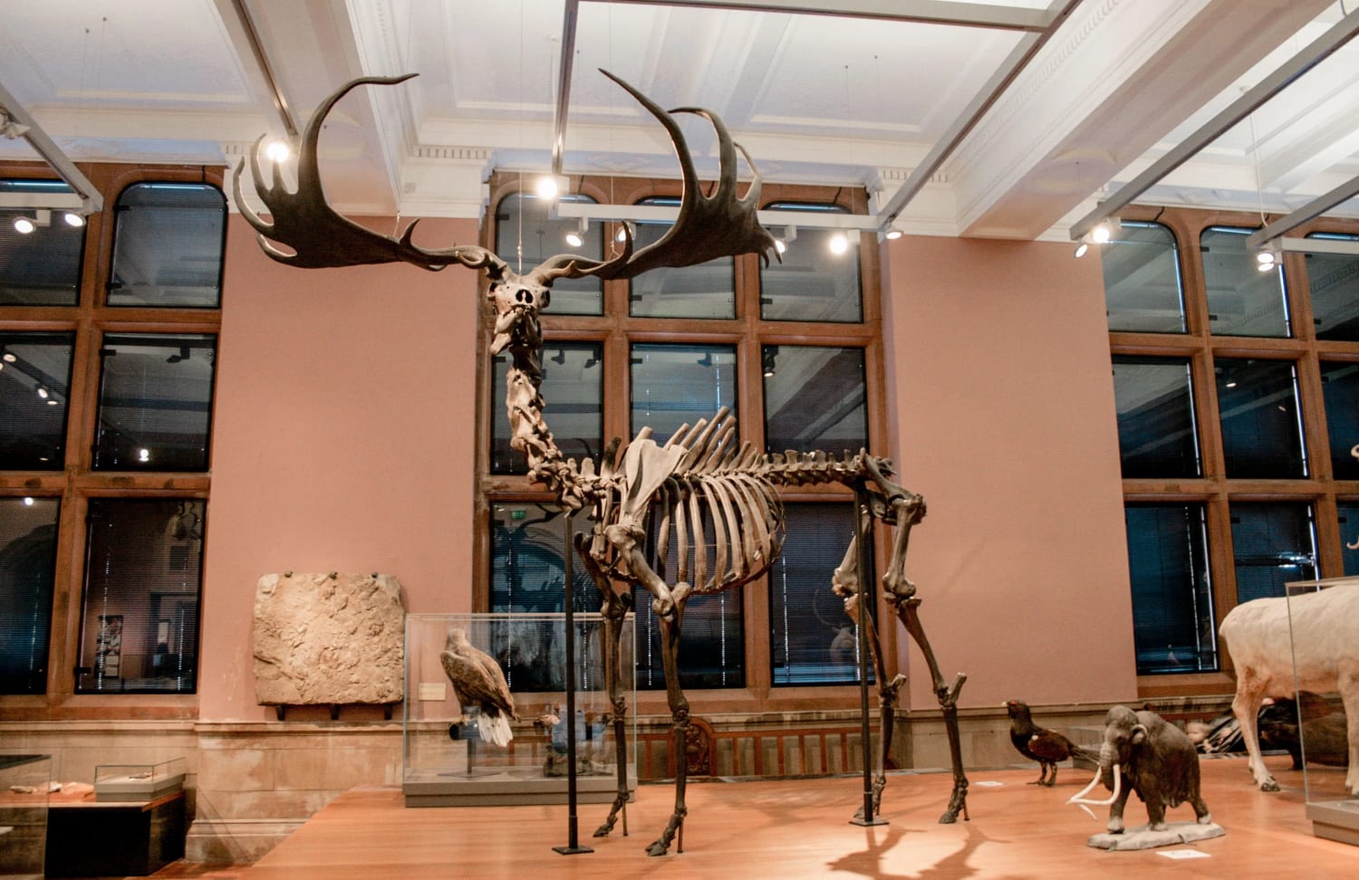 The Megaloceros from my local museum, also known as the Irish Elk. The biggest deer species to ever exist.