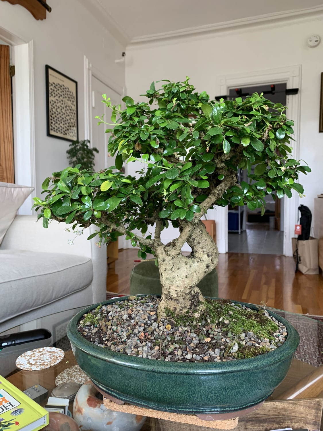 Gifted a 20 year old Fukien tea. This is my first bonsai and I'm terrified!