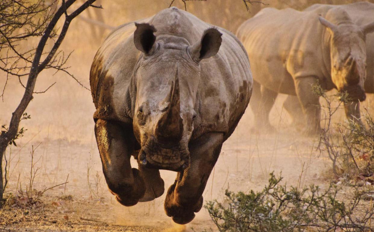 A charging Rhino is the most intimidating thing ever