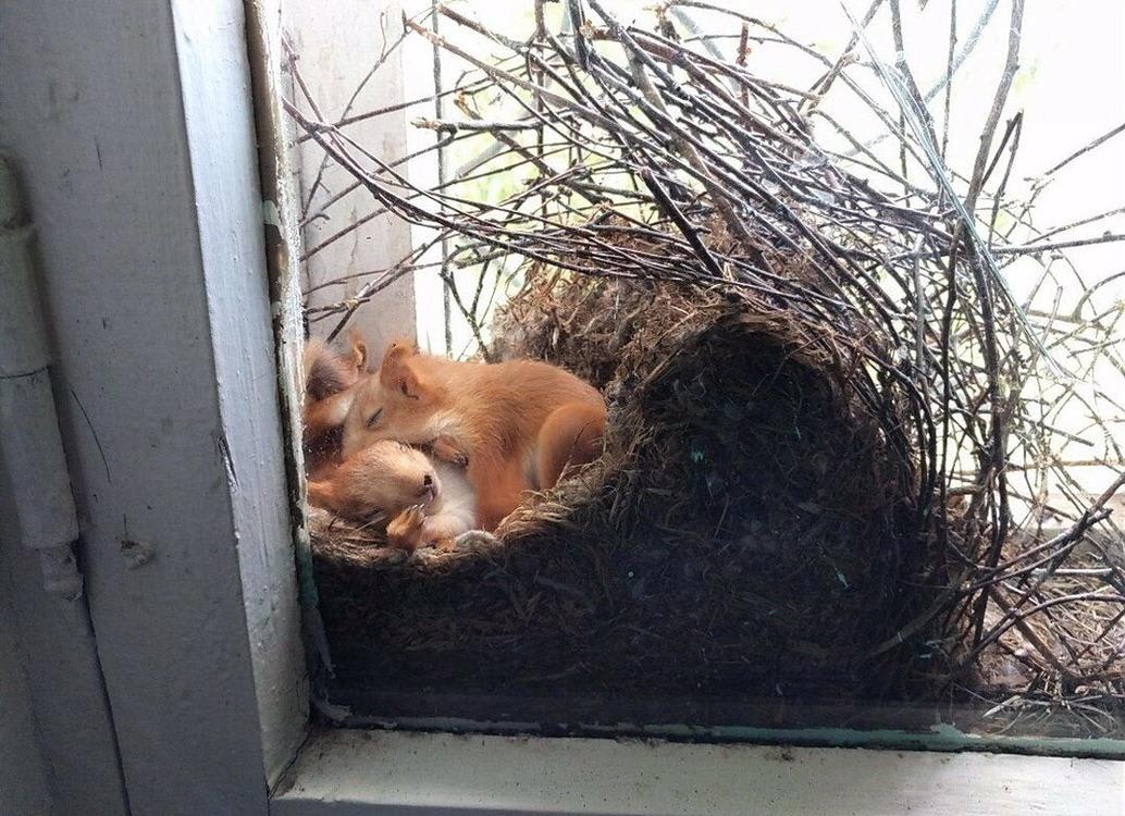 Squirrels nest.