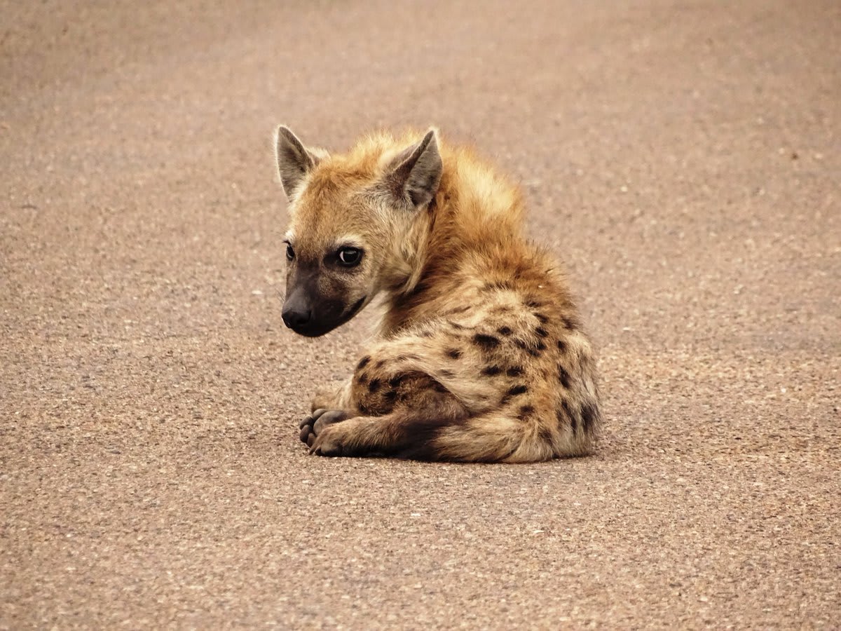 This Hyena.