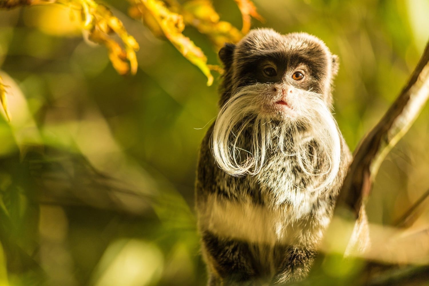 The tamarin is a small monkey of the genus Saguinus native to the New World. There are 13 members of the genus and they live in the treetops in the jungles of the Amazon basin and other parts of Central and South America. Along with their jungle habitat, most species are endangered.