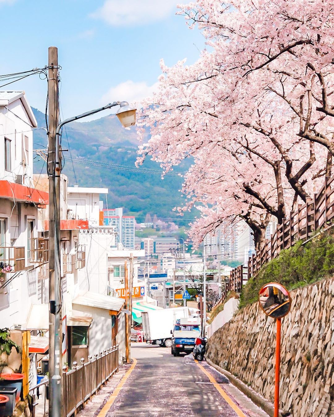 Cherry blossoms on a steep street overlooking the cityscape of Busan, South Korea.