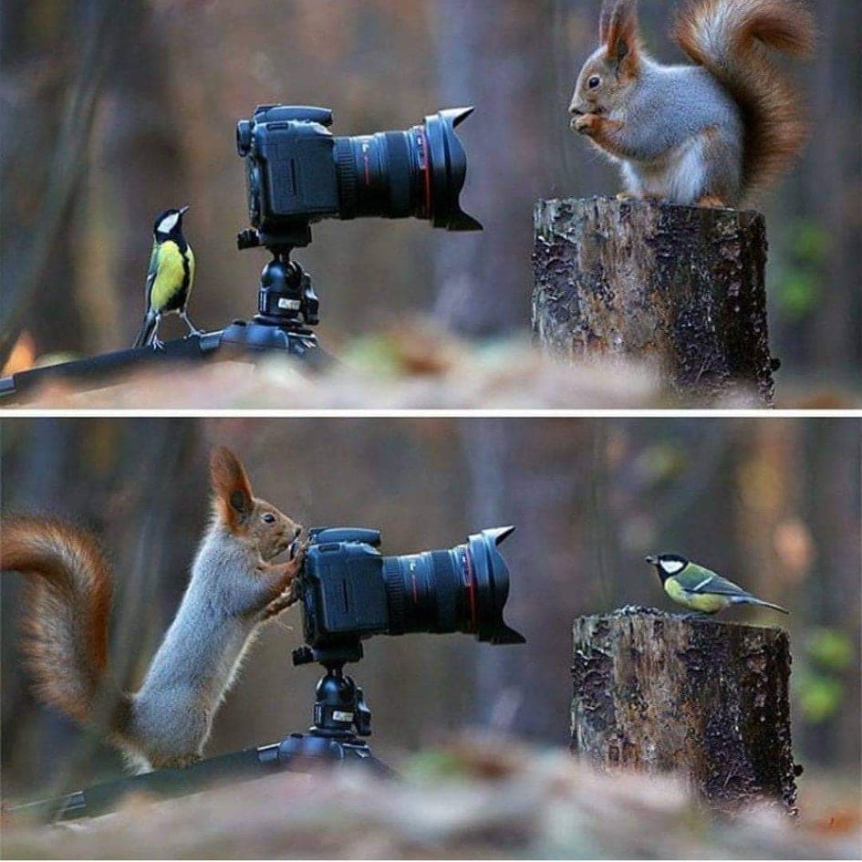 Vadim Trunov captured this beautiful moment of a squirrel and a bird playing with a camera
