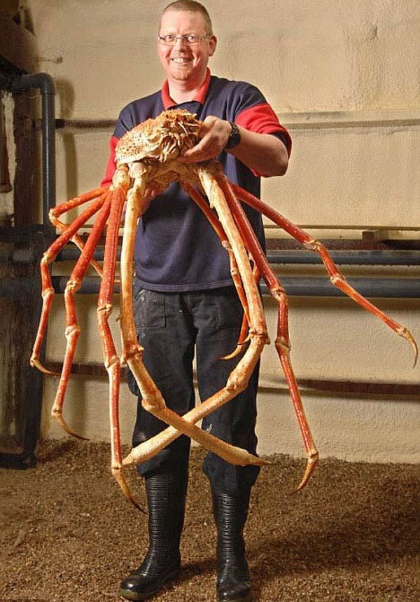 Japanese Spider Crab, human for scale