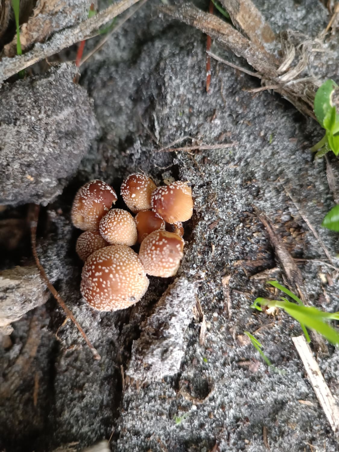 no idea what they are, South West Australia.