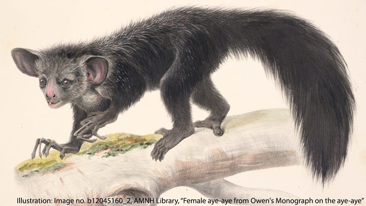 It’s WorldLemurDay! For the occasion, get to know the aye-aye. This rarely seen species of lemur has an extraordinarily long middle finger, which it taps against trees to listen for hollow wood. Doing so helps it to find wood-boring grubs to munch.