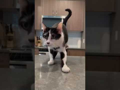 Cat Grabs And Hides Coins Under Her Paws - 1279388