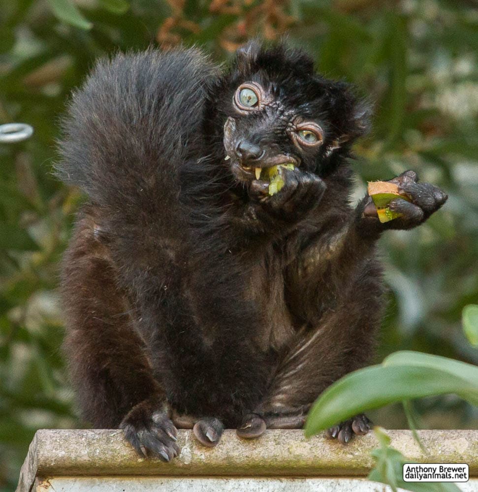 This werewolf-looking Lemur eating a fruit.