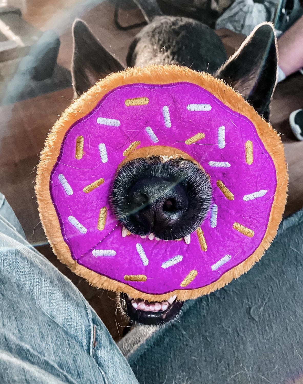 My boy Bode bringing me his favorite donut