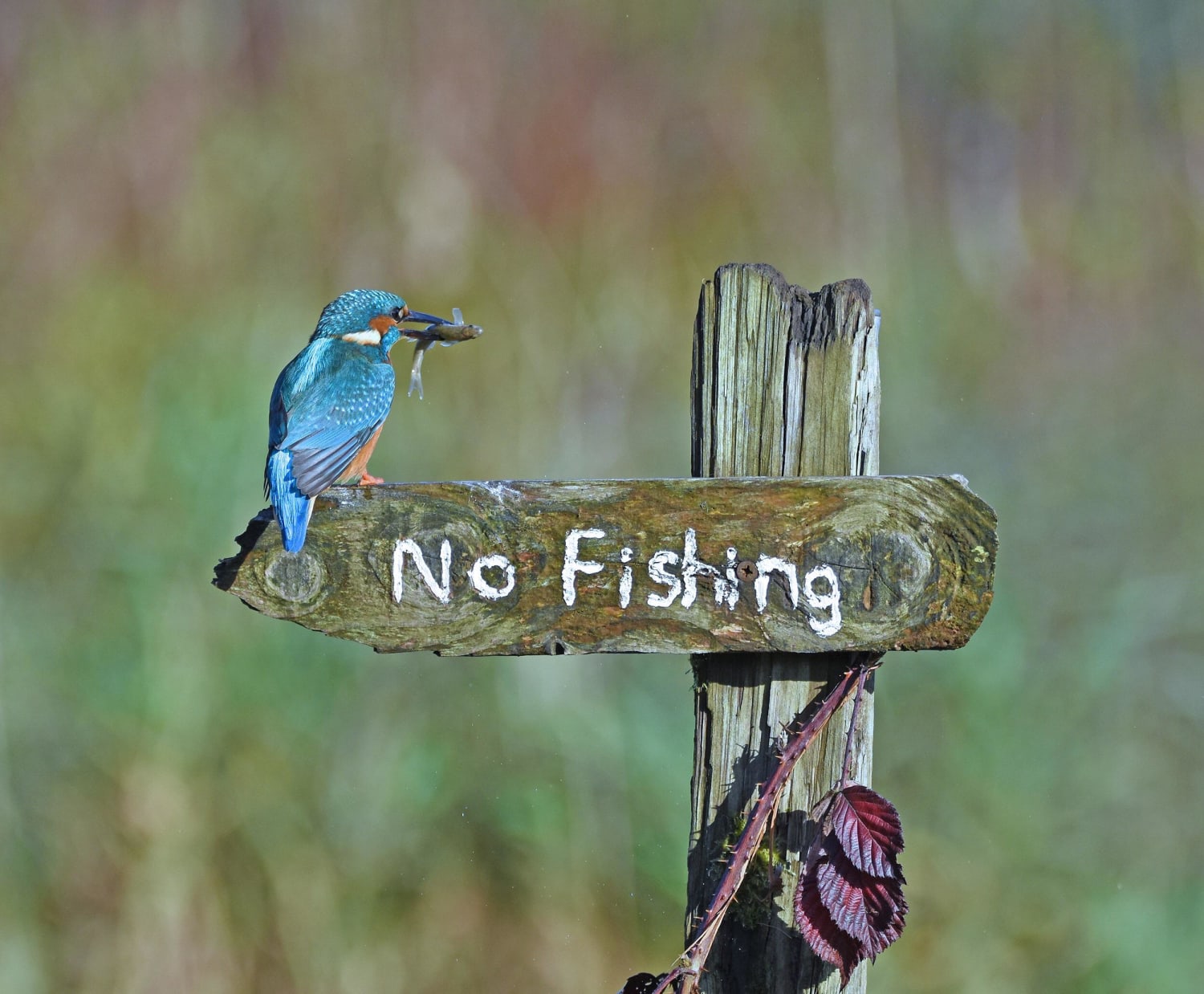 Kingfisher sits on a “no fishing“ sign in Kirkcudbright, UK