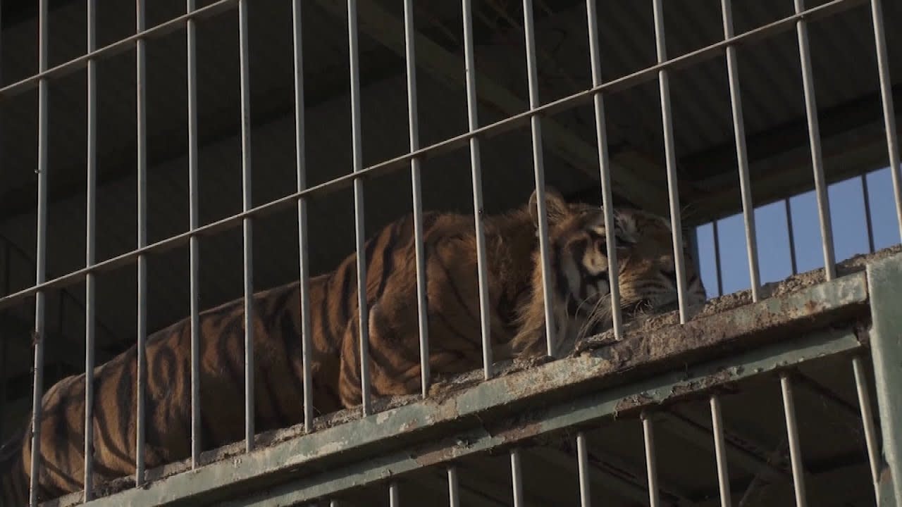 Tigers Living in Train Car for 15 Years Will Go to Sanctuary