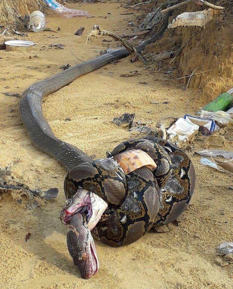 Python fatally constricts a King Cobra while submitting to the effects of the Cobra’s venom ultimately resulting in a tie.