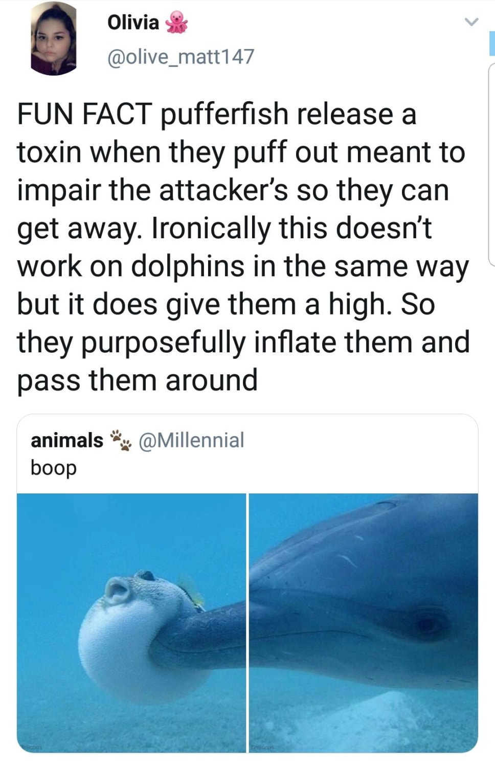 How dolphins achieve a high
