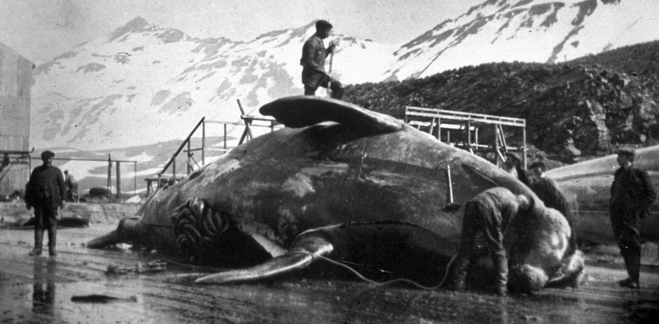 200 years ago, people discovered Antarctica – and promptly began profiting by slaughtering some of its animals to near extinction