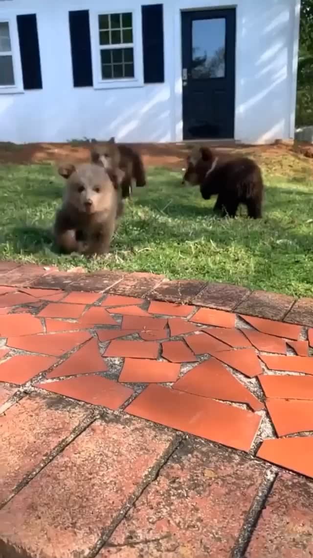 Baby brown bears playing in the backyard