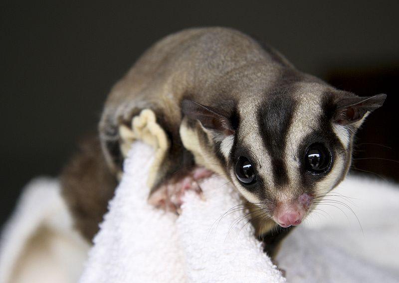 Sugar Gliders are active marsupials that can glide up to 45 meters. Their “wings” are made from a thin skin stretched between the fifth forefinger and back ankle! Gliding provides three dimensional avoidance of arboreal predators, and minimal contact with ground dwelling predators.