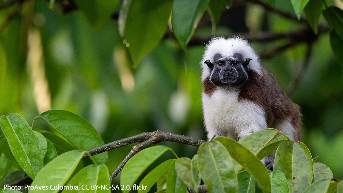 Can you see where the cotton-headed tamarin gets its name? This small monkey, which lives in forests in northwestern Colombia, only grows to a maximum of around 1 pound (0.5 kilograms). It feeds mostly on insects, but also eats fruit, nectar, and sap.