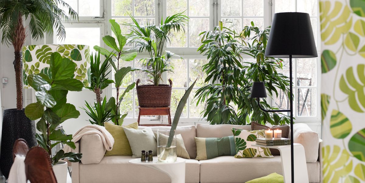 20 Best Air Purifying Houseplants