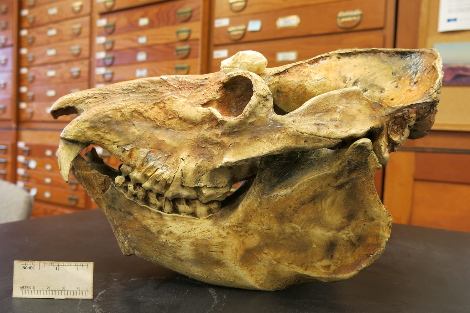 The skull of the koala lemur Megaladapis, compared with a mouse lemur's skull