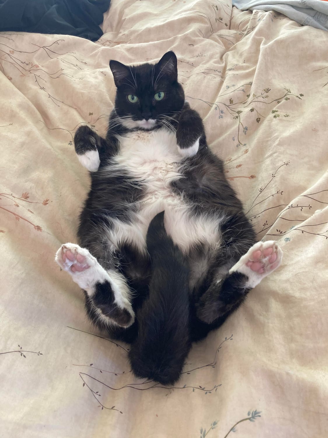 Mittens is Chonk on her back