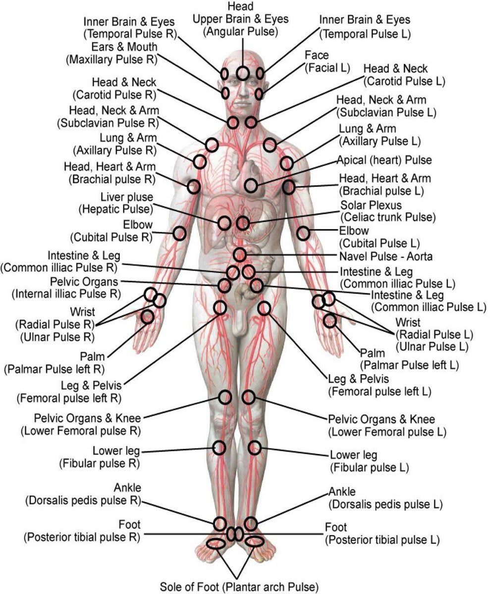 “This Life Pulse Massage workshop details how to clear and activate the master pulses of the navel and aorta and synchronize them with the 52 pulses of the whole body for optimum circulation and energy balance.”