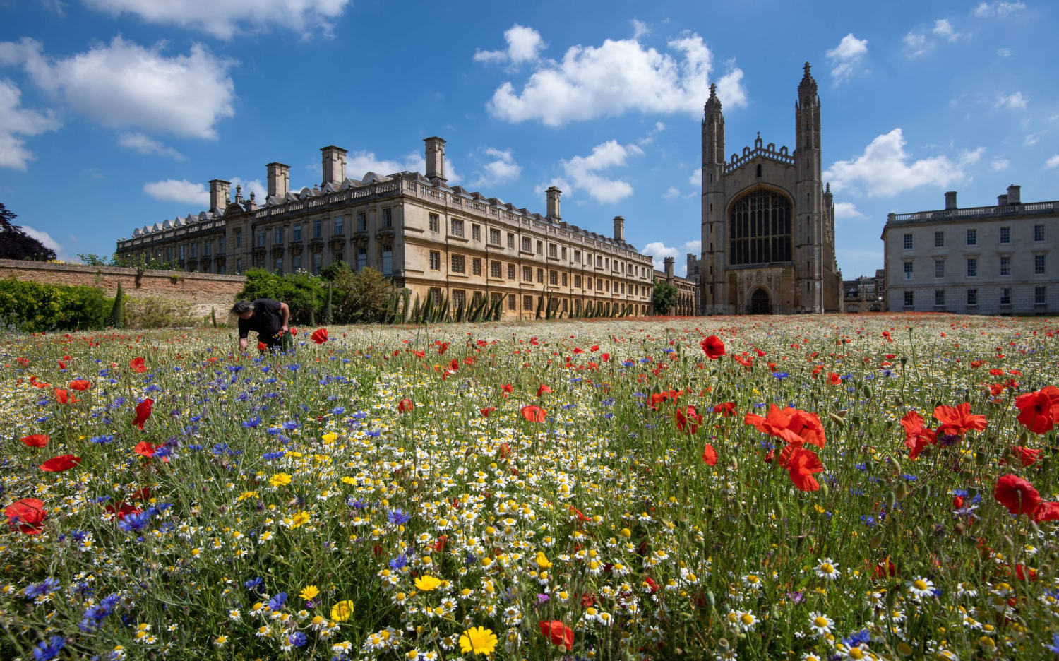 Cambridge - king's college wildflower meadow