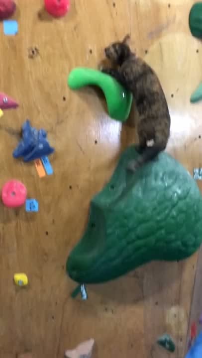 Lala, the rescue cat, shows off her amazing rock climbing talent