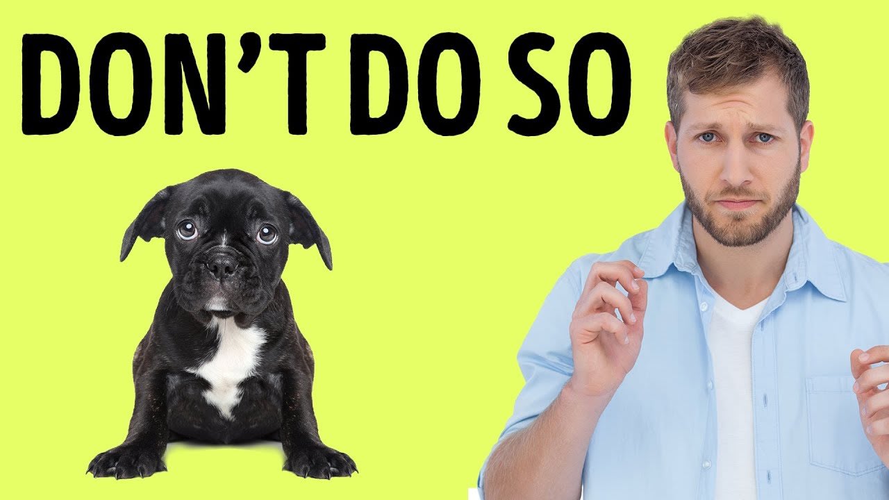 12 Things Your Dog Hates About You