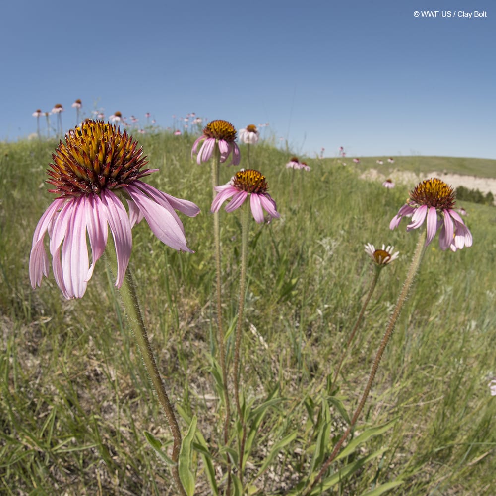 Join WWF and @airwickus in our mission to reseed 1 billion square feet of grasslands and wildflower habitats in the Northern Great Plains. Join the