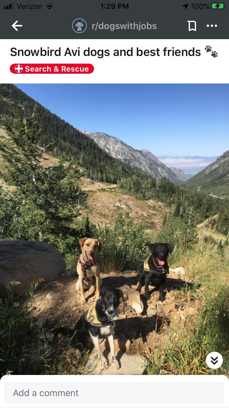 Snowbird Ski Resort Avalanche Search and Rescue dogs, and best friends 🐾
