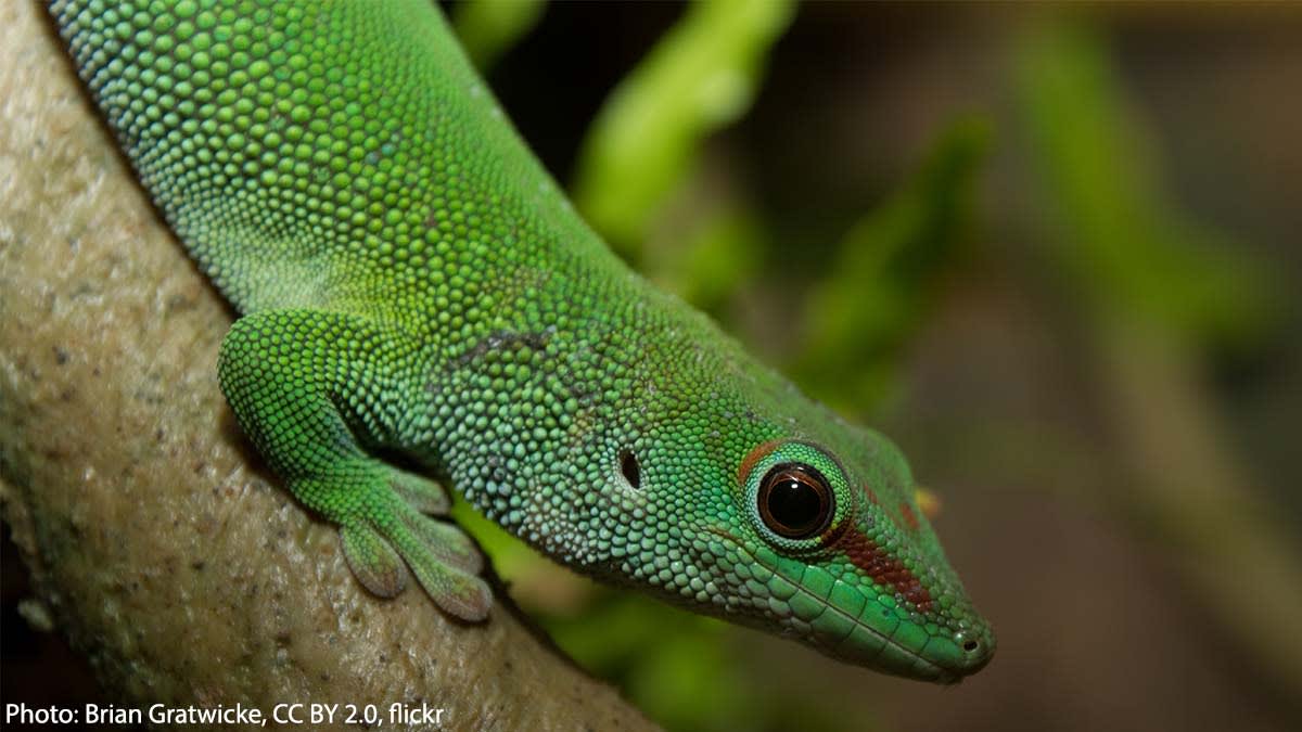 The Madagascar day gecko is one of the largest geckos, growing ~10 in (25 cm) long. Like other arboreal geckos, it has ridges—known as lamellae—w/ millions of microscopic hairs, or setae, on the underside of its toes. These help it cling to smooth, vertical surfaces as it climbs.