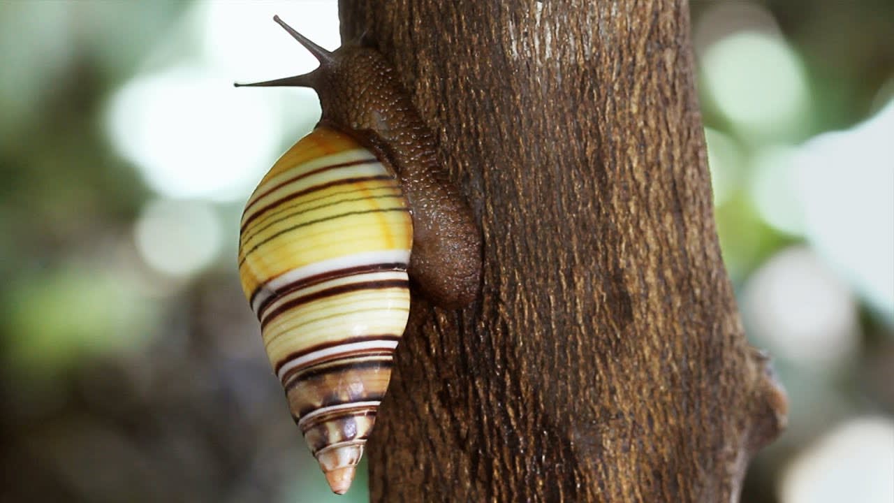 Relax with Snails, Frogs and Animal Families | The Wild Place | BBC Earth