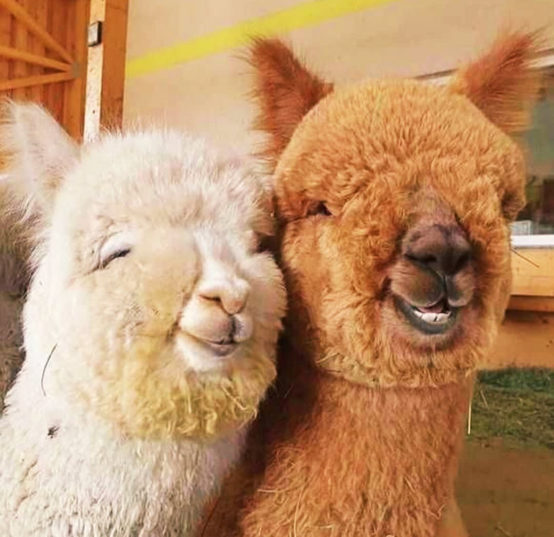 Alpacas have a unique immune system, producing nanobody-sized antibodies that are acid-stable and heat-stable, consisting of only two heavy protein chains. Alpaca antibodies are helping with research on Covid, Alzheimers, Cancer and Autism.